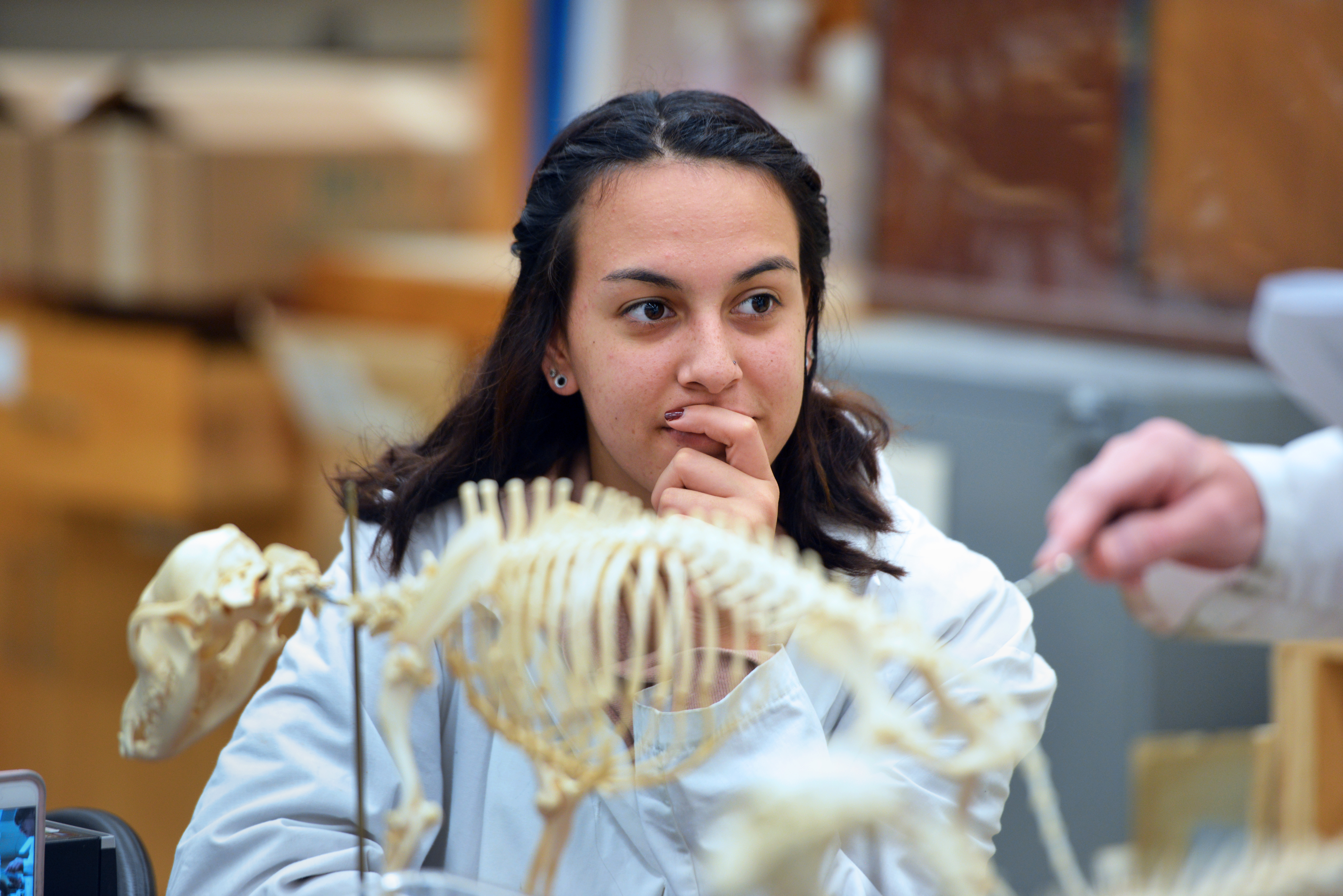 A student looks over an animal skeleton